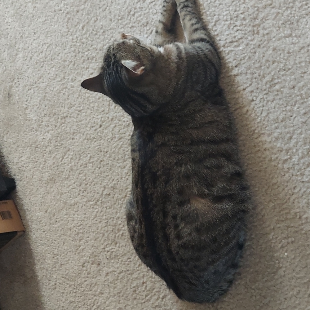 Bella. Aka   Tater tot